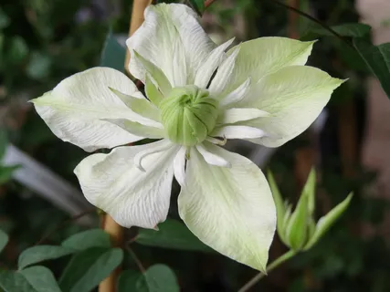 铁线莲,花,花园,缠绕,攀缘植物,花,开花植物,植物 铁线莲,花,花园,缠绕,攀缘植物,花,开花植物,植物
