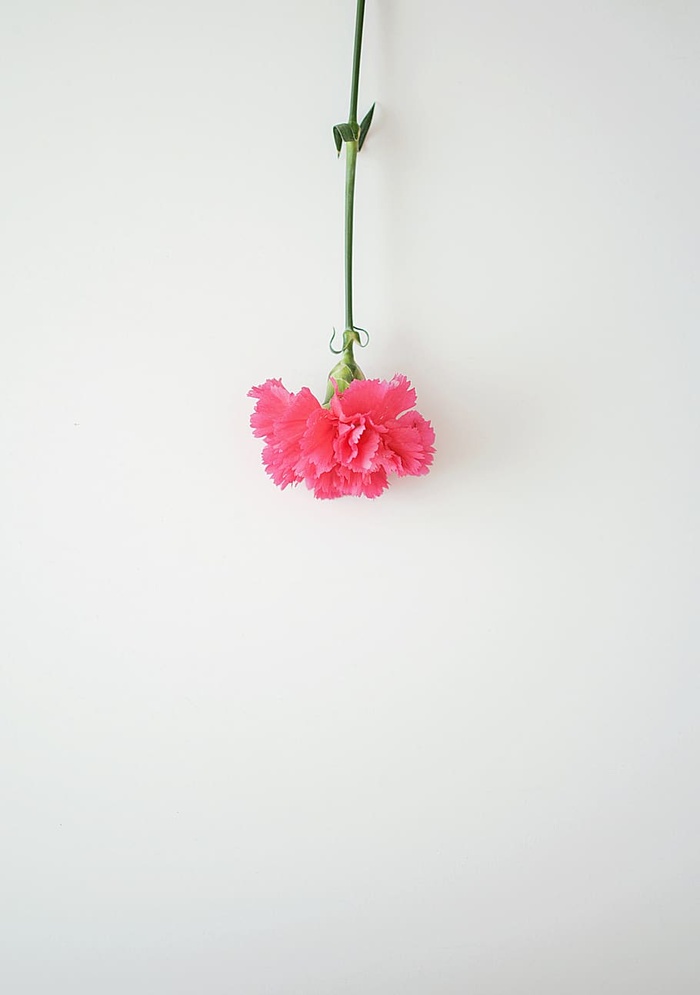 采购产品粉红色花瓣的花，植物，花，花，康乃馨，插花，花瓶，陶器