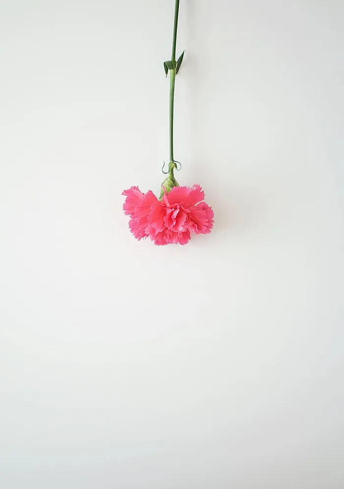 采购产品粉红色花瓣的花，植物，花，花，康乃馨，插花，花瓶，陶器