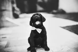 灰度照片上的拉布拉多猎犬小狗