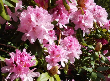 杜鹃花,开花,开花,开放,粉红色,花园,芽,杜鹃花科 杜鹃花,开花,开花,开放,粉红色,花园,芽,杜鹃花科