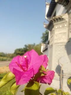 婺源水墨河畔，展览中心，师亿，植物，开花植物，花，天，鲜