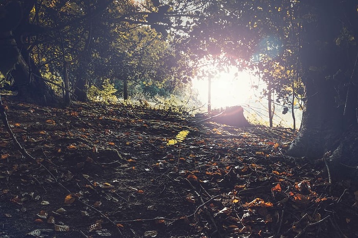 低角度摄影，绿色，树叶树，长，曝光，照片，草地，户外