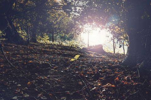 低角度摄影，绿色，树叶树，长，曝光，照片，草地，户外