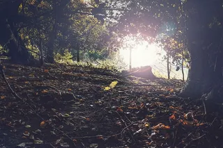 低角度摄影，绿色，树叶树，长，曝光，照片，草地，户外