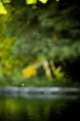 布克灯光，波基摄影，灯光，树，湖，黄金时刻，仙女，太阳