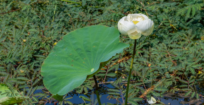 花，莲花，自然，夏天，绿色，植物，花朵，亚洲