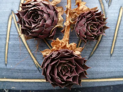 多汁,屋顶,韭菜,青葱,屋顶韭菜,厚板温室,花盆,装饰品 多汁,屋顶,韭菜,青葱,屋顶韭菜,厚板温室,花盆,装饰品