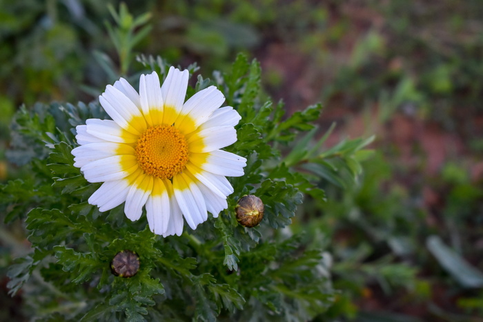 formentera，花，雏菊，黄色，白色，田野，冠状，植物