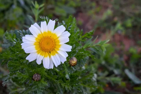 formentera,花,雏菊,黄色,白色,田野,冠状,植物 formentera,花,雏菊,黄色,白色,田野,冠状,植物