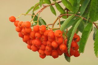 山灰, 水果, 浆果, 灰, 自然, 橙色, 夏季, 食物和饮料