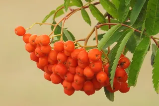 山灰, 水果, 浆果, 灰, 自然, 橙色, 夏季, 食物和饮料