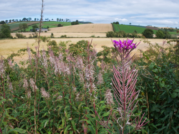 comber，英国，comber greenway：起点，高清壁纸，爱尔兰，花，紫色，爱尔兰