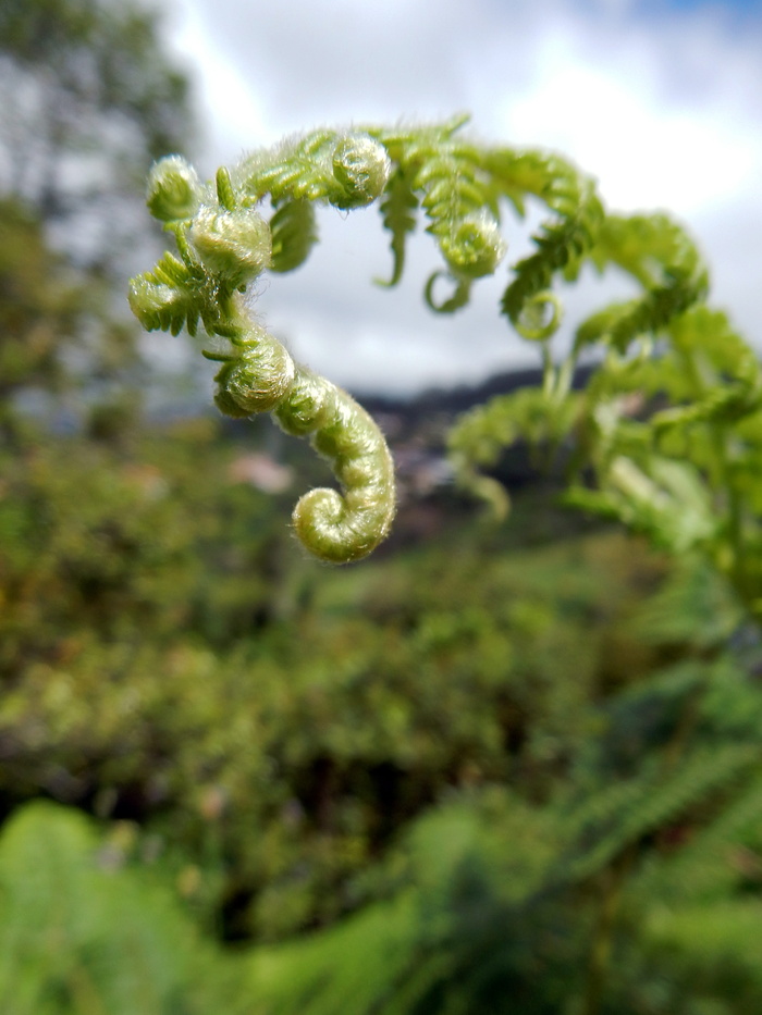 马德拉，植物，蕨类，自然，葡萄牙，花园，植物，宏