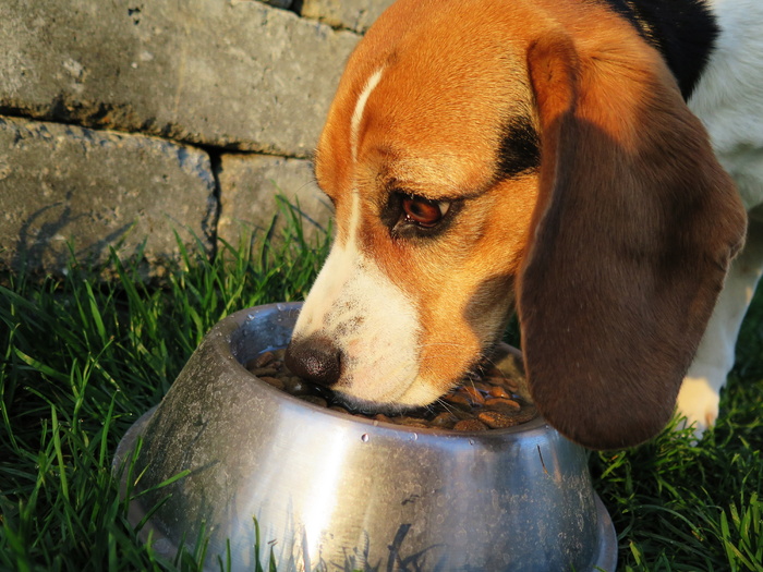 小猎犬，进食，碗，放置，草，旁边，煤渣块，狗