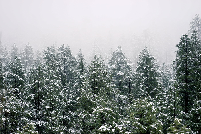 寒冷，冷杉树，雾，前积，自然，雪，树，冬天