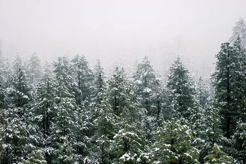 寒冷,冷杉树,雾,前积,自然,雪,树,冬天 寒冷,冷杉树,雾,前积,自然,雪,树,冬天