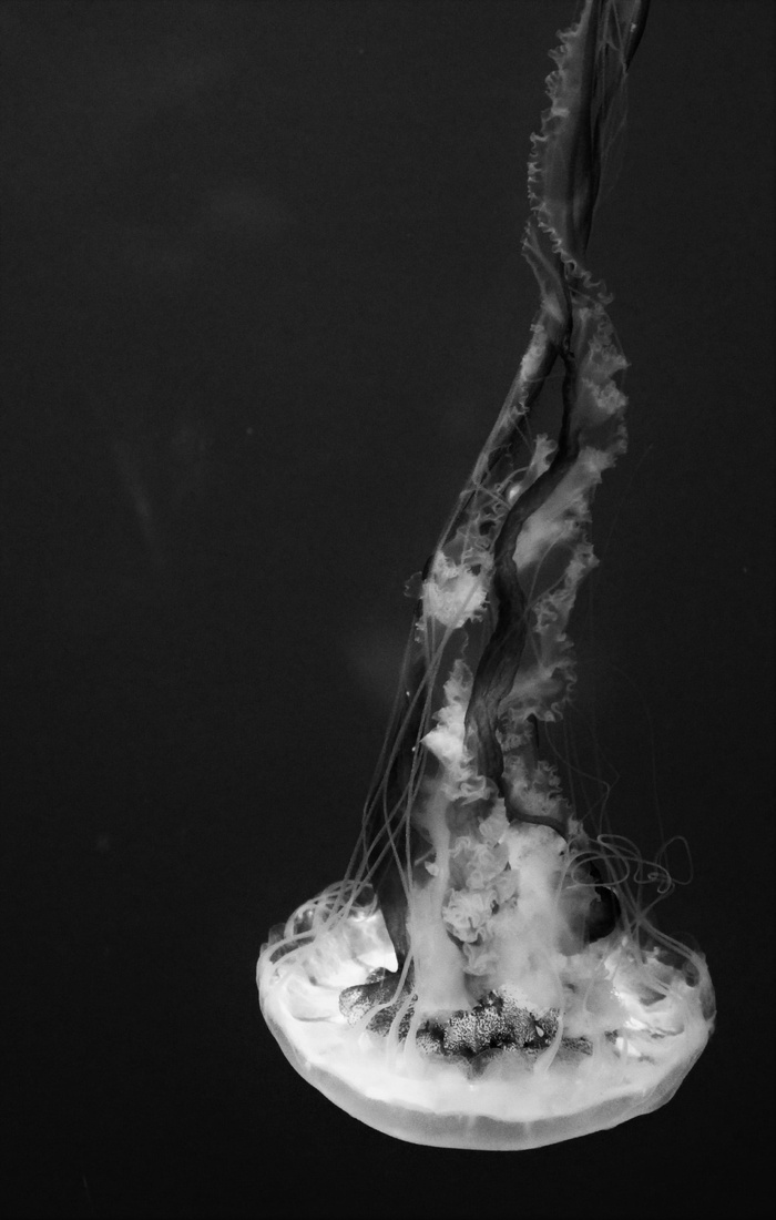 美国, 纽约, 北卡罗来纳, 水上运动, 海上生活, 黑与白, 水族馆, 果冻鱼