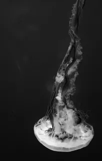 美国, 纽约, 北卡罗来纳, 水上运动, 海上生活, 黑与白, 水族馆, 果冻鱼