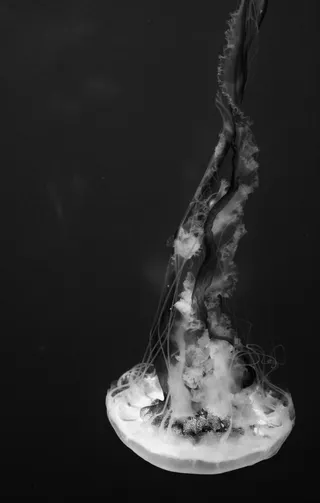 美国, 纽约, 北卡罗来纳, 水上运动, 海上生活, 黑与白, 水族馆, 果冻鱼