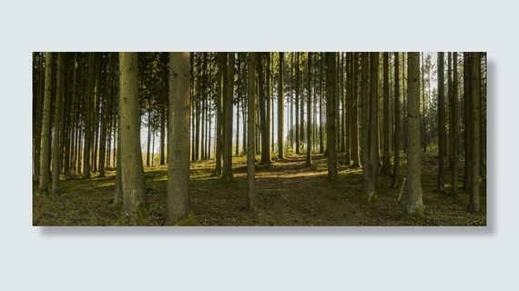 白天的森林，全景，森林，客场，小径，树木，树干，自然