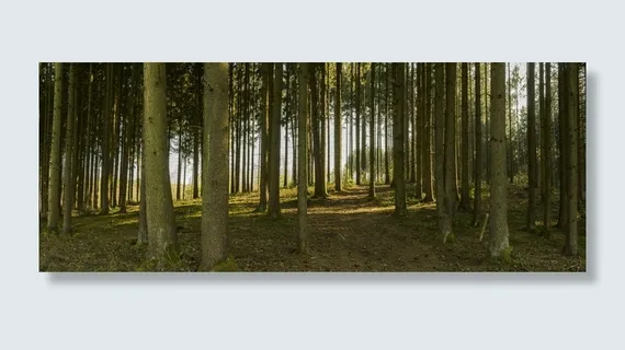 白天的森林,全景,森林,客场,小径,树木,树干,自然 白天的森林,全景,森林,客场,小径,树木,树干,自然