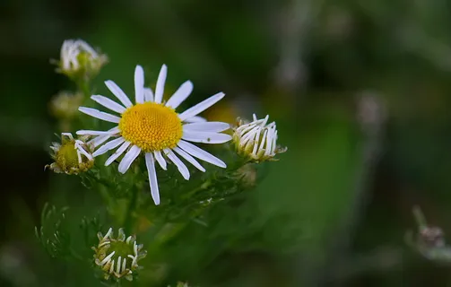 雏菊,洋甘菊,花,植物,开花,开花,自然,夏天 雏菊,洋甘菊,花,植物,开花,开花,自然,夏天