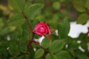 玫瑰花蕾，花朵，植物，天然，玫瑰，花朵，花朵，花瓣