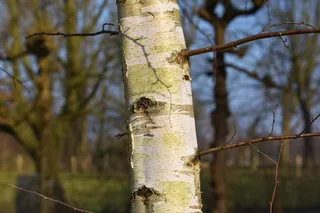 纸桦木, 白桦树, 桦木, 树干, 树皮, 科, 光秃秃的树枝, 冬天树