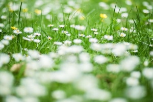 公园里的草和雏菊