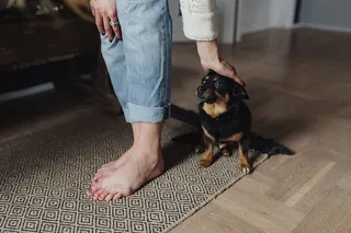 抚摸那只可爱的小狗