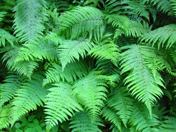 蕨类植物，植物，绿色，花丝，绿色，叶子，生长，植物部分