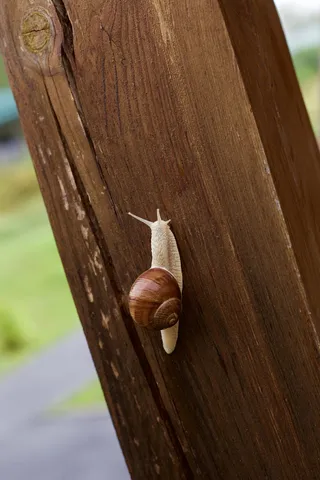 乌克兰，海德里，杰克西姆，木材，动物，动物主题，一个动物，没有人