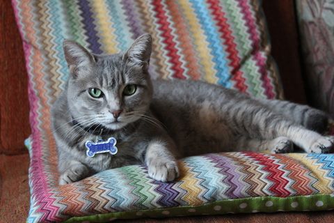 墨西哥，墨西哥城，猫，家，沙发，绿眼睛，家猫，家猫