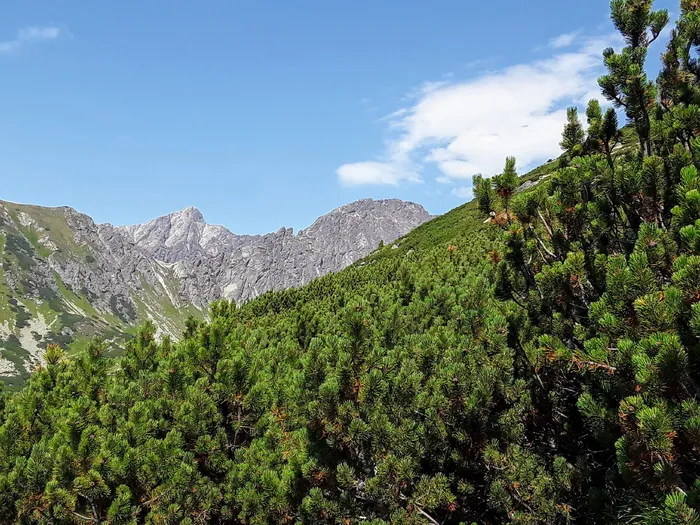 solisko，vysokétatry，斯洛伐克，自然，山脉，植物，山脉，树木