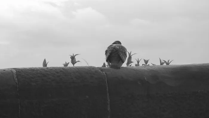 鸽子，鸟，后部，鸟类，坐着，岩鸽，野性，动物