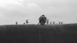 鸽子，鸟，后部，鸟类，坐着，岩鸽，野性，动物