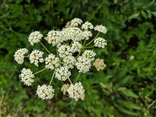 nf-660，spring creek，美国，花，植物，开花植物，自然之美，新鲜度