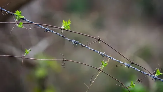 带刺，铁丝网，植物，缠绕，缠绕，模仿，模仿，复制