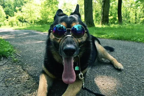 狗,德国牧羊犬,德国,宠物,家养,狗,牧羊犬,哺乳动物 狗,德国牧羊犬,德国,宠物,家养,狗,牧羊犬,哺乳动物