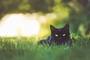 黑猫坐在花园的草地上