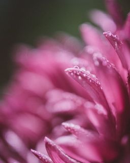 粉色,花朵,花瓣,波基,模糊,自然之美,开花植物,植物 粉色,花朵,花瓣,波基,模糊,自然之美,开花植物,植物