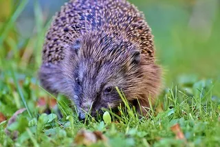 刺猬，刺，汉娜，觅食，夜间活动，可爱，动物，多刺