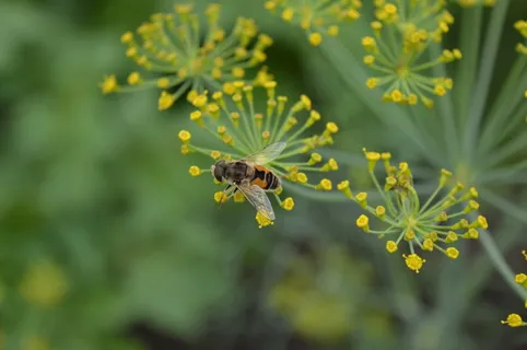 莳萝,黄蜂,花粉,昆虫,野生动物,无脊椎动物,野生动物,动物主题 莳萝,黄蜂,花粉,昆虫,野生动物,无脊椎动物,野生动物,动物主题
