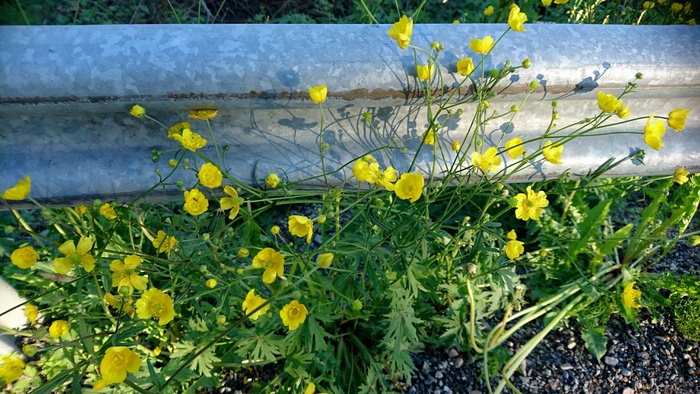 花卉、黄花、毛茛、仲夏、夏季、瑞典、夏季花卉、自然