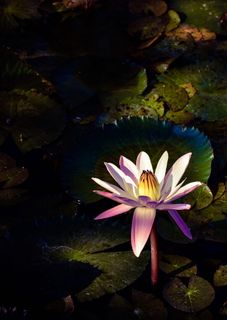 白色和紫色花瓣的花 白色和紫色花瓣的花