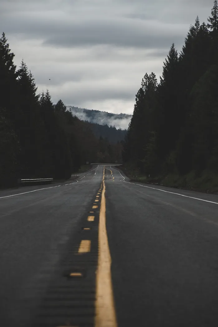 树间灰色水泥路