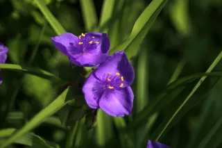 通常与鸢尾、花朵、紫色、植物、春天、花园、紫色一起交付