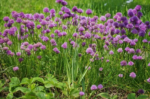 韭菜,花,洋葱,开花植物,植物,自然之美,生长,新鲜 韭菜,花,洋葱,开花植物,植物,自然之美,生长,新鲜