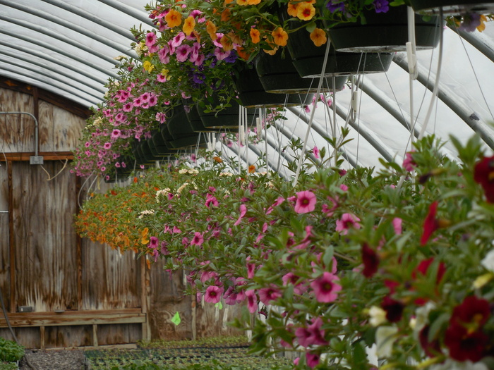 花卉，一年生，植物，夏季，一年生，植物，绿色，花园，春季